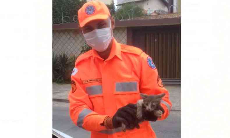 Gato foi resgatado pelos bombeiros(foto: Corpo de Bombeiros/Divulgao)