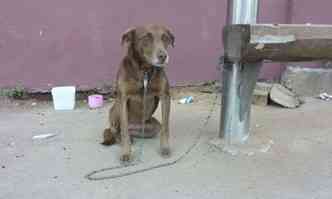 Cadela foi acorrentada na ltima quarta-feira, no Bairro Funcionrios, em Timteo (foto: Kenya Azevedo/Divulgao)