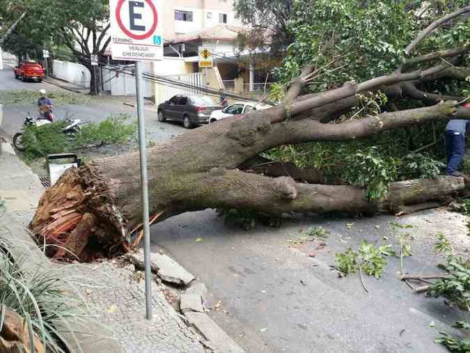 rvore de grande porte caiu e fechou a Rua Mar de Espanha, perto da Copasa. Trs postes foram danificadosPaulo Filgueiras/EM/DA Press