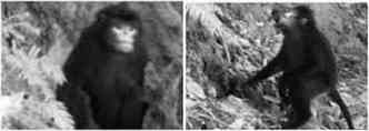 Macaco que espirra descoberto no Himalaya(foto: Marting Aveling/Fauna & Flora International)