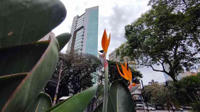 Flor edifcios cu encoberto avenida Afonso Pena e Avenida Brasil Funcionrios Belo Horizonte