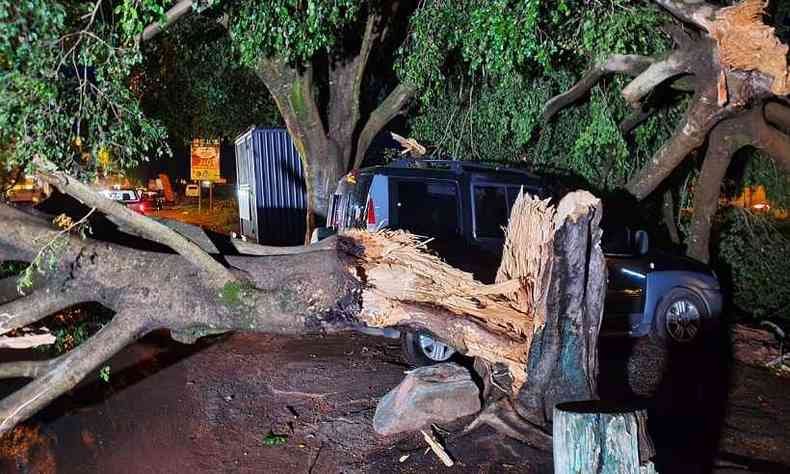 rvore torceu devido ao vento e o tronco partiu (foto: Vincius Lemos/Especial para o EM)