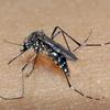 Saúde lança campanha após aumento da dengue, Zika e chikungunya