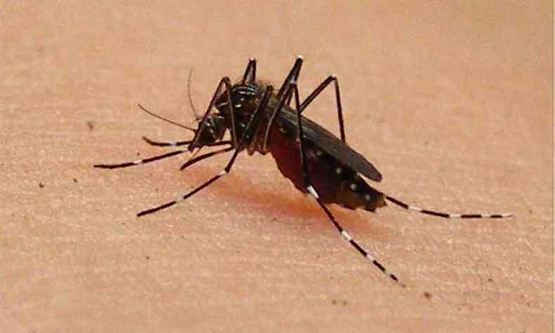 Em 2018, oito mortes foram confirmadas no estado em decorrncia da dengue(foto: Zac Declerck/Flickr)