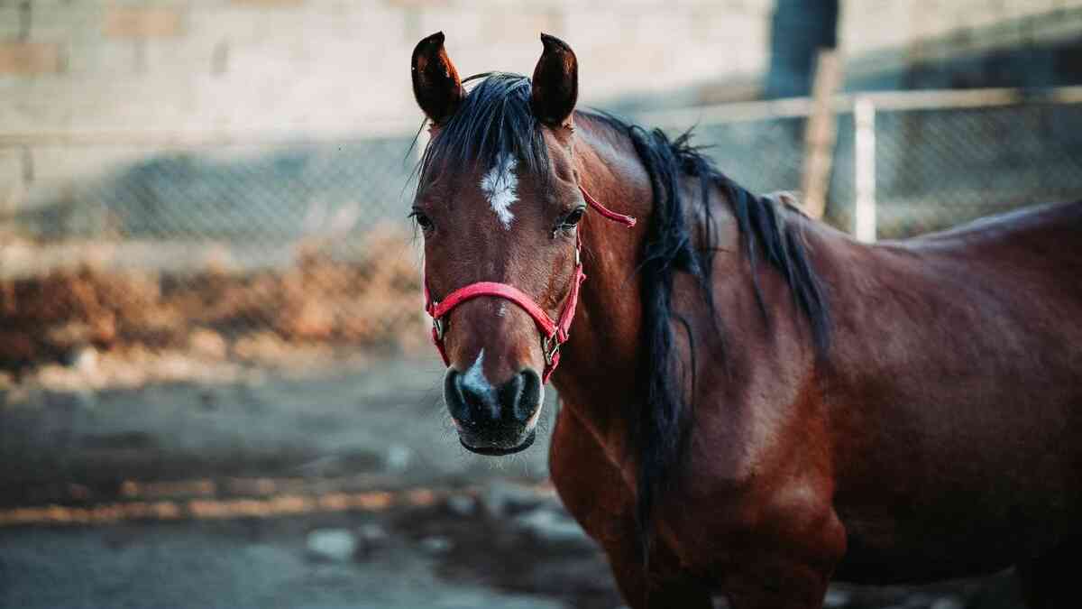 Corridas de cavalos: lesões e sacrifícios impactam fãs e críticos -  Internacional - Estado de Minas
