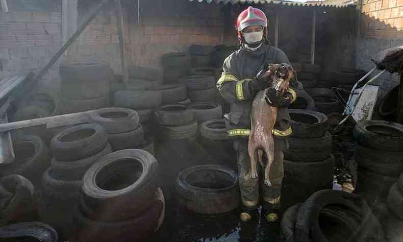 Bombeiros segura cachorro que estava encurralado pelas chamas(foto: Corpo de Bombeiros/Divulgao)
