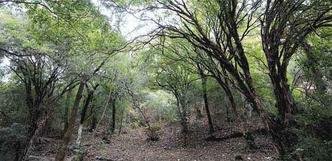 Quintais do s�culo 18 e 19 era usado para pr�ticas de escambo, comercializa��o, planta��o de frutas e verduras e principalmente encontro dos moradores(foto: GLADYSTON RODRIGUES/EM/D.A PRESS)
