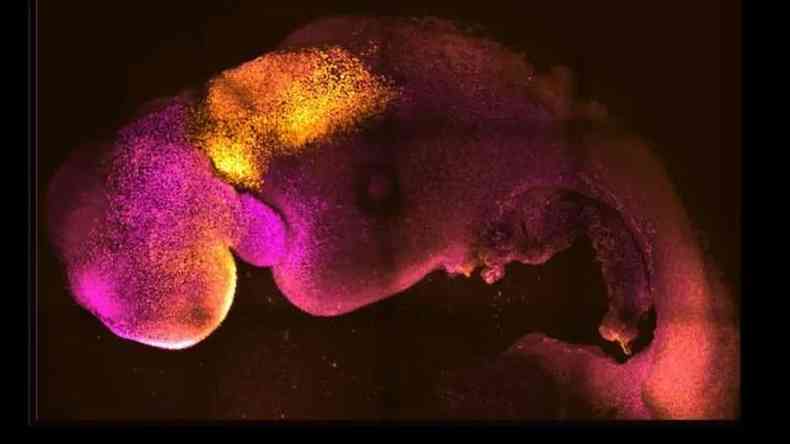 Embrio sinttico