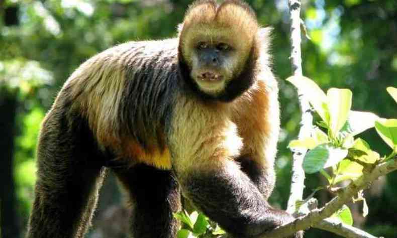 Rico em espcies da fauna brasileira, zoo agora abrir s quintas(foto: Suziane Fonseca/PBH/Divulgao)