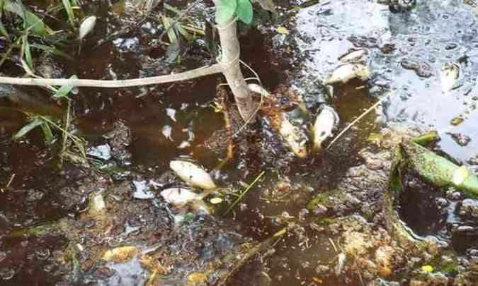 Os peixes comearam a aparecer mortos na sexta-feira (foto: Divulgao: Srgio Oliveira)