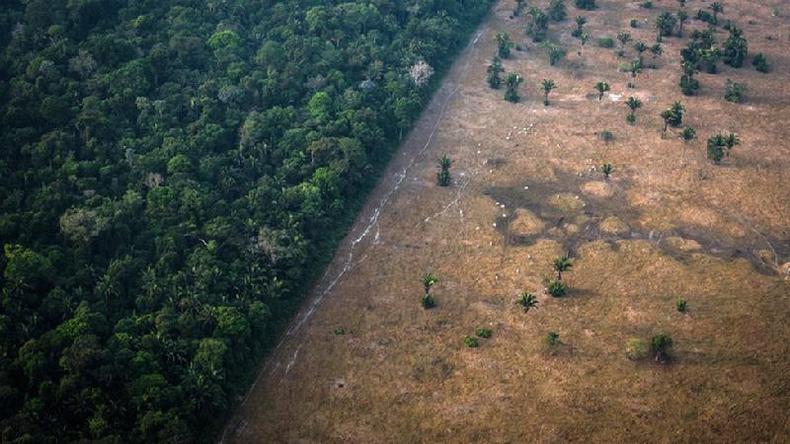 Imagem mostra parte da floresta em p e parte desmatada