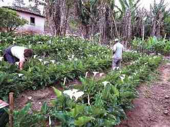 Fazenda em Prados testa tcnicas aplicadas em pequena propriedade(foto: Epamig/Divulgao)