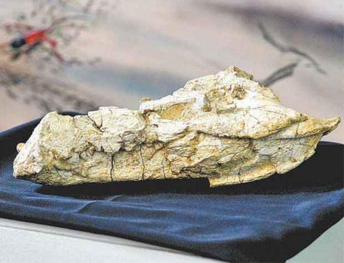 Crnio foi exibido ontem no Museu de Cincias da Terra, no Bairro da Urca, na capital fluminense(foto: MARCOS DE PAULA/ESTADO)