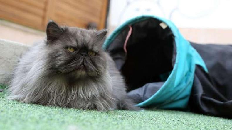 Gato persa no Ir