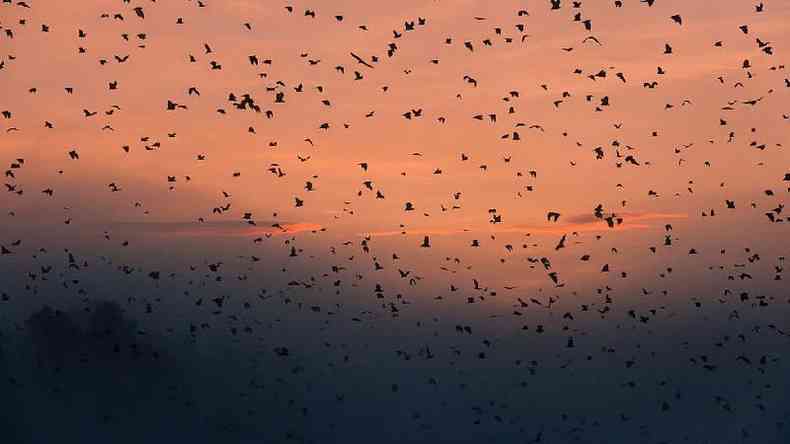 Morcegos so muito importantes para o ambiente e abat-los no resolve o problema(foto: Getty Images)