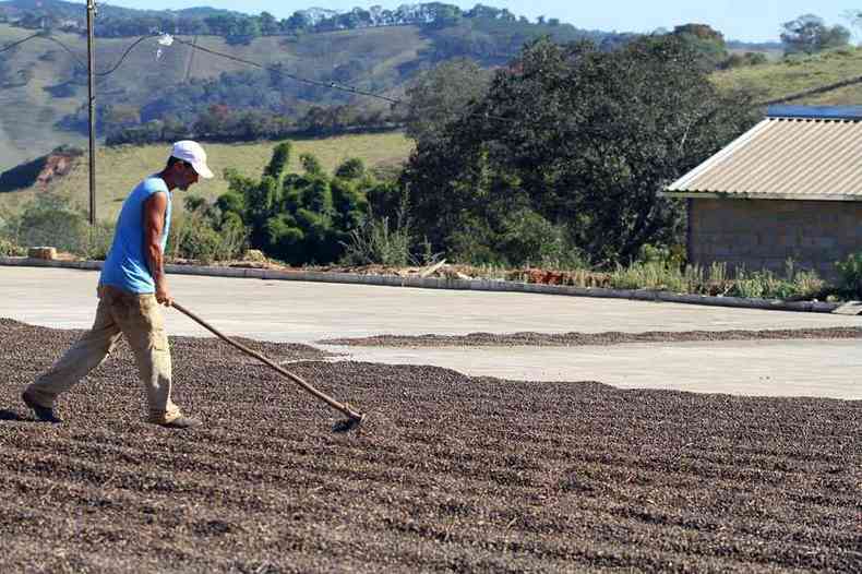 Produo de caf em municpios do Sul de Minas ser reconhecida como terroir, o que vai ajudar a expandir o mercado(foto: Felipe Christi/Divulgao - 25/9/14)