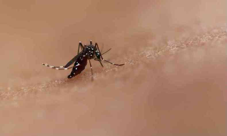 Mosquito Aedes aegypti tambm transmite zika e chikungunya(foto: NIAID/Divulgao)