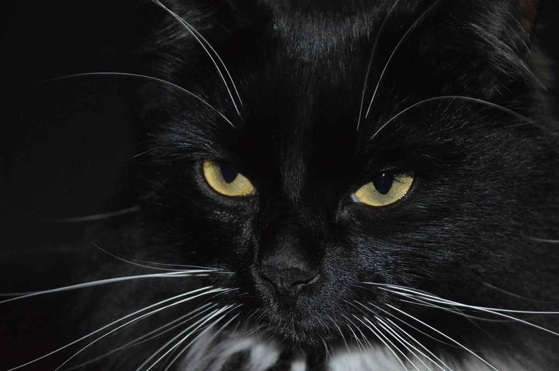 (foto: Pixabay) gato preto