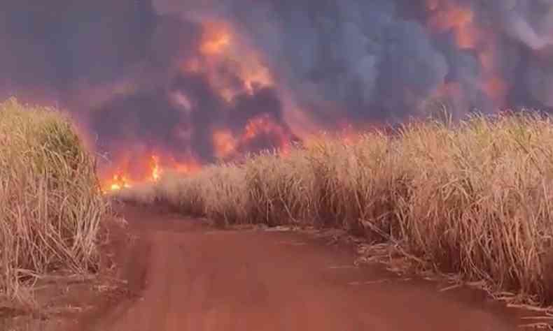 O incndio em Delta destruiu extensa rea de plantao de cana-de-acar