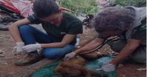  Ibama resgata macaco bugio que assustava moradores de São Lourenço 
