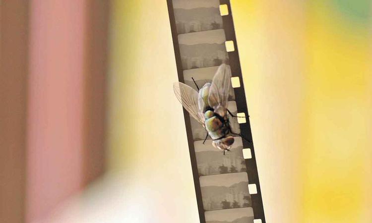 Mosca est sobre cpia de filme em cena do filme Espera