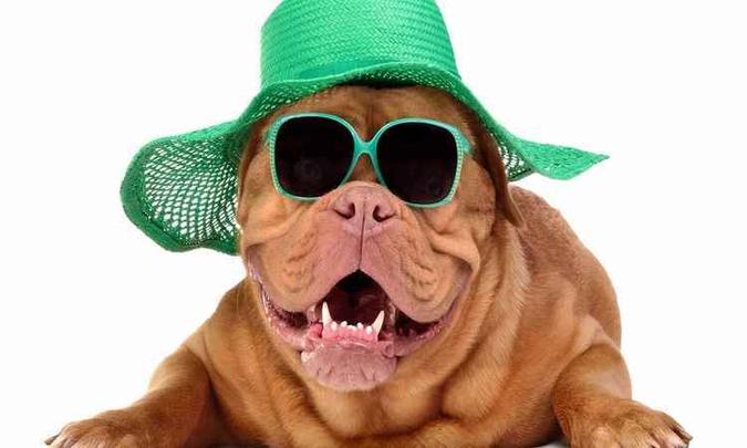 (foto: DogFashion/Divulgação) (foto: DogFashion/Divulgação)