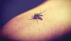  Dengue clssica ou dengue hemorrgica: qual a diferena?