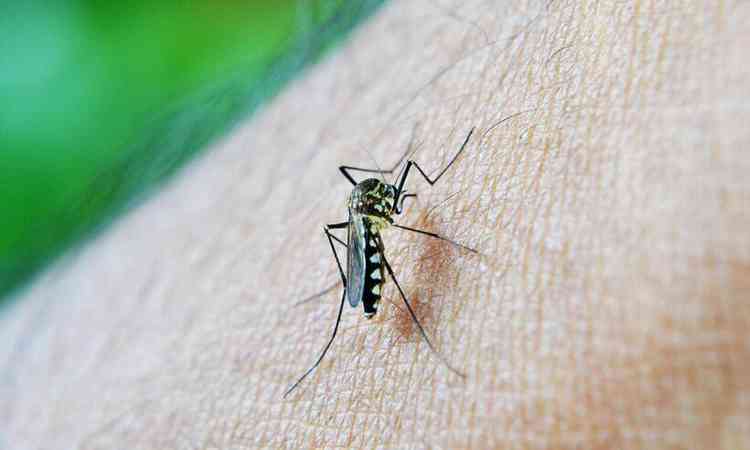 mosquito da dengue, aedes aegypti 