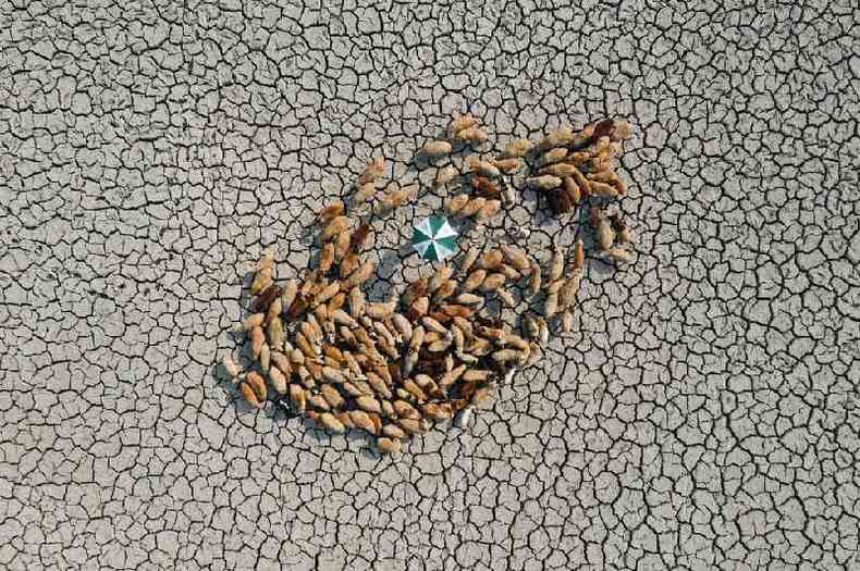 An aerial view of sheep on a dry and cracked landscape