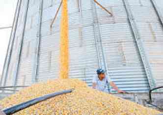 Safra de milho puxa os nmeros de MG, com produo 17,4% maior que na anterior(foto: GLADYSTON RODRIGUES/EM/D.A PRESS - 25/4/11)