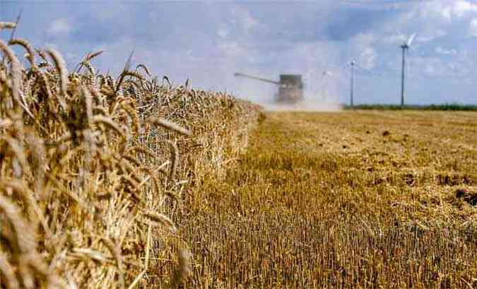 rea plantada com o cereal est ganhando espao, assim como a produtividade das lavouras est crescendo (foto: AFP PHOTO / ANP / ROBIN VAN LONKHUIJSEN )