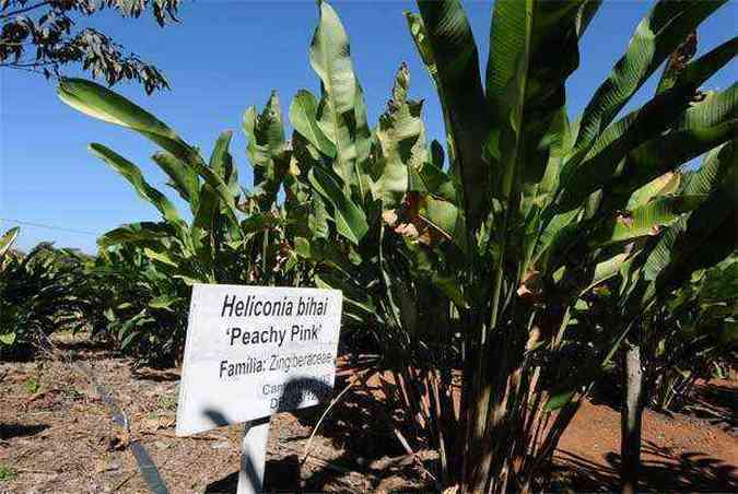 No stio Flor de Corte, a opo foi pelo cultivo das espcies tropicais. Mas orqudeas tambm sero desenvolvidas (foto: Beto Novaes/EM/D.A Press)
