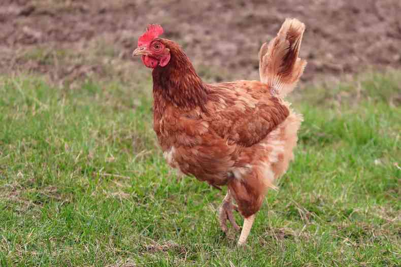 Foto de uma galinha