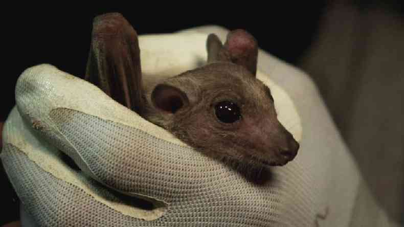 Alguns morcegos tropicais que comem frutas ajudam a distribuir sementes(foto: BBC)