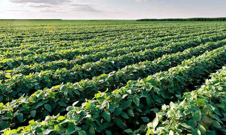 Plantação de soja: tecnologia desenvolvida na Embrapa reduz a necessidade de aplicação de nitrogênio nas lavouras(foto: Advanta/Divulgação - 1/10/15) Plantação de soja