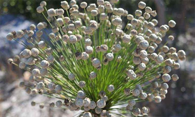 A flor típica do cerrado é coletada por comunidades tradicionais autodefinidas com A flor típica do cerrado é coletada por comunidades tradicionais autodefinidas com