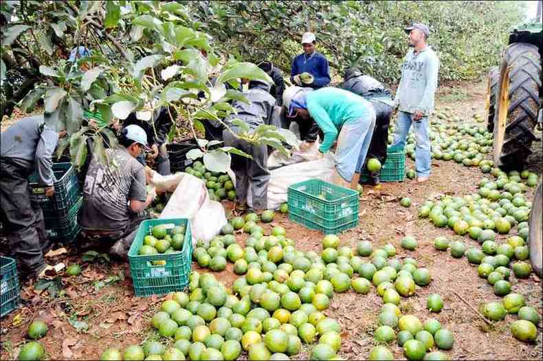 Fruta  colhida em propriedade em So Gotardo, no Alto Paranabas. Regio  responsvel por 47% da produo no estado (foto: Beto Novaes/EM/D.A Press)