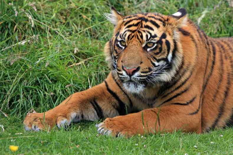 Tigre de Sumatra, ameaado de extino