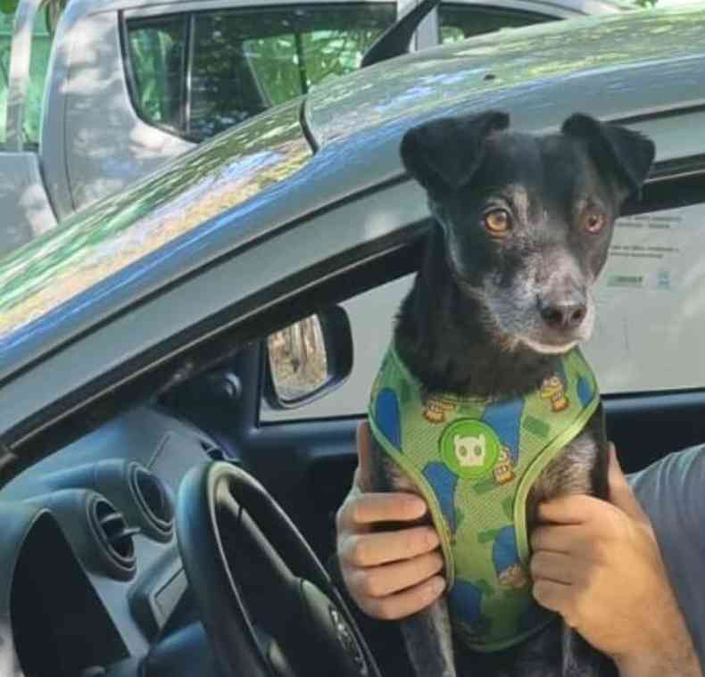 Tobias na janela de um carro,  um cachorro preto e utiliza coleira verde.
