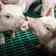 Dois rins de porco são transplantados para humano nos Estados Unidos
