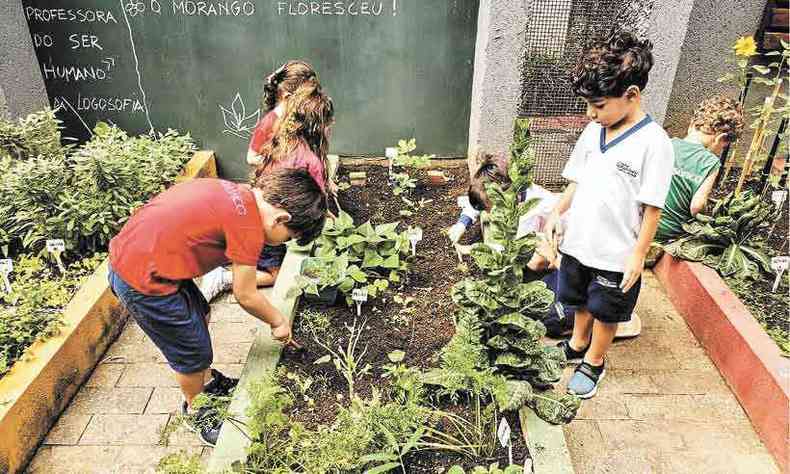 Alunos do Colgio Logosfico participam de atividades na horta escolar(foto: Colgio Logosfico/divulgao)