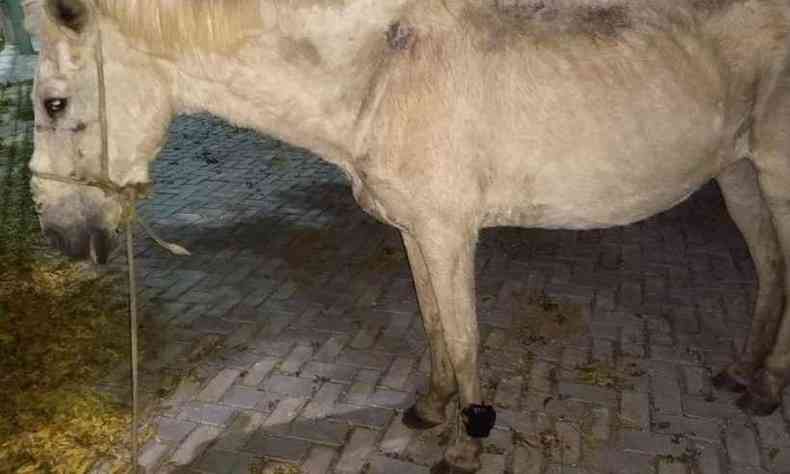 Cavalo foi encontrado com tornozeleira eletrnica nas ruas de Iguatu, no Cear(foto: Divulgao)