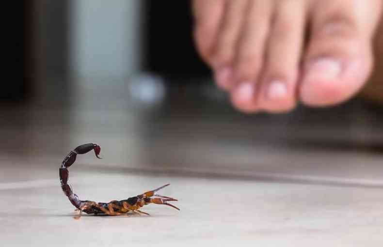 Os acidentes com escorpies so os mais comuns em Minas Gerais