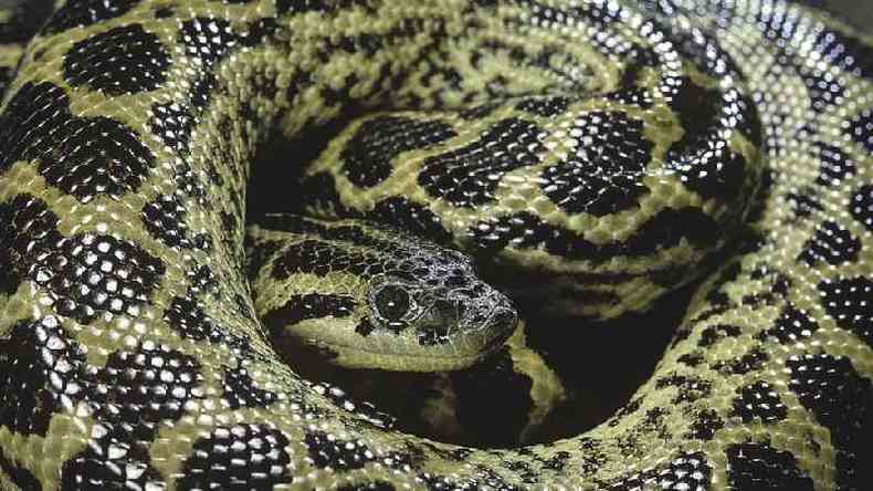 Uma sucuri-amarela; depois do asteroide, cobras se diversificaram em habitats e presas