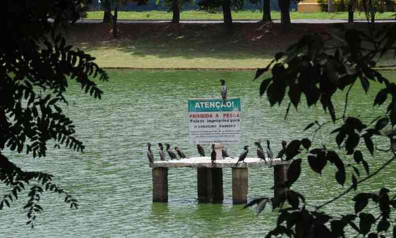 Licenas para tratamento qumico da lagoa foram aprovadas nessa tera-feira(foto: Jair Amaral/EM/D.A Press)