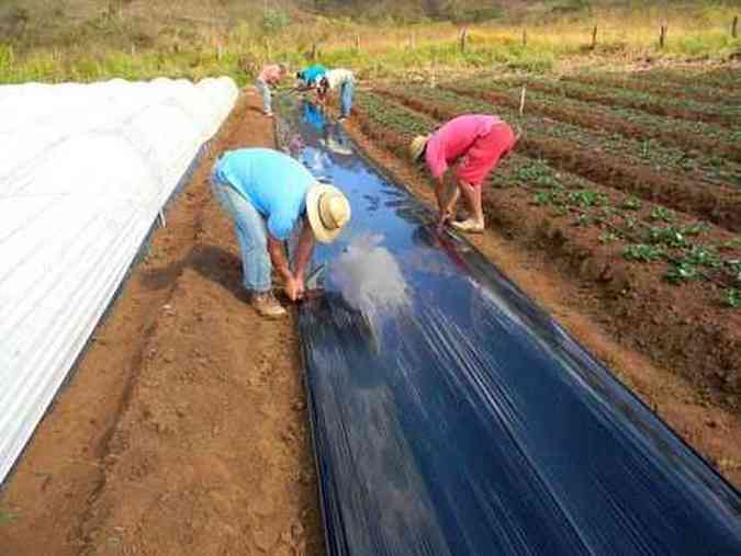Em Alfredo Vasconcelos, custo para produzir morangos teve queda(foto: Divulgao)