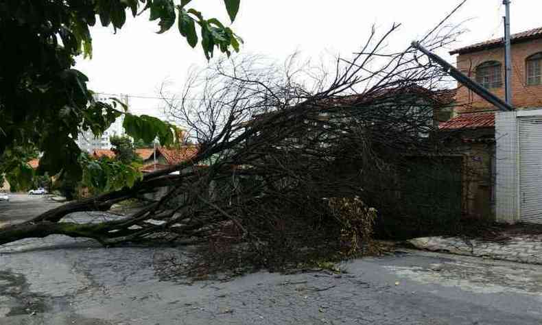 rvore caiu nesta segunda-feira no Bairro Jaragu, na Regio da Pampulha(foto: Corpo de Bombeiros/Divulgao)