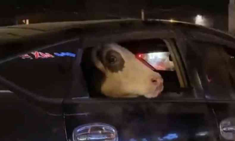 vaca no banco de trs de carro