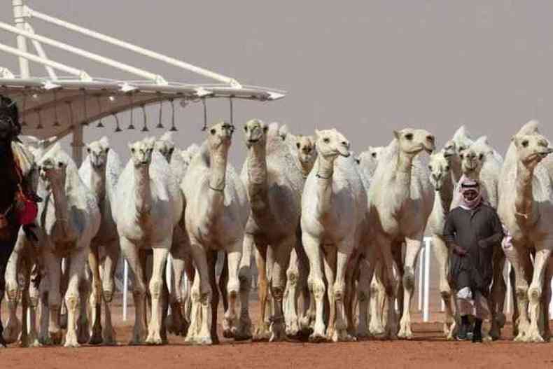 Camelos so desclassificados