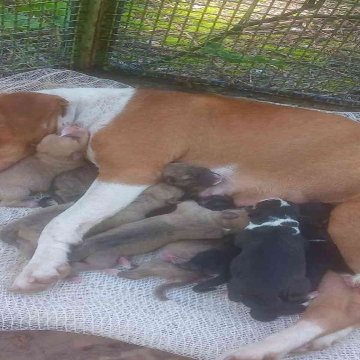 Protetores denunciam abandono de animais na Estrada do Sanatório, em BH -  Gerais - Estado de Minas